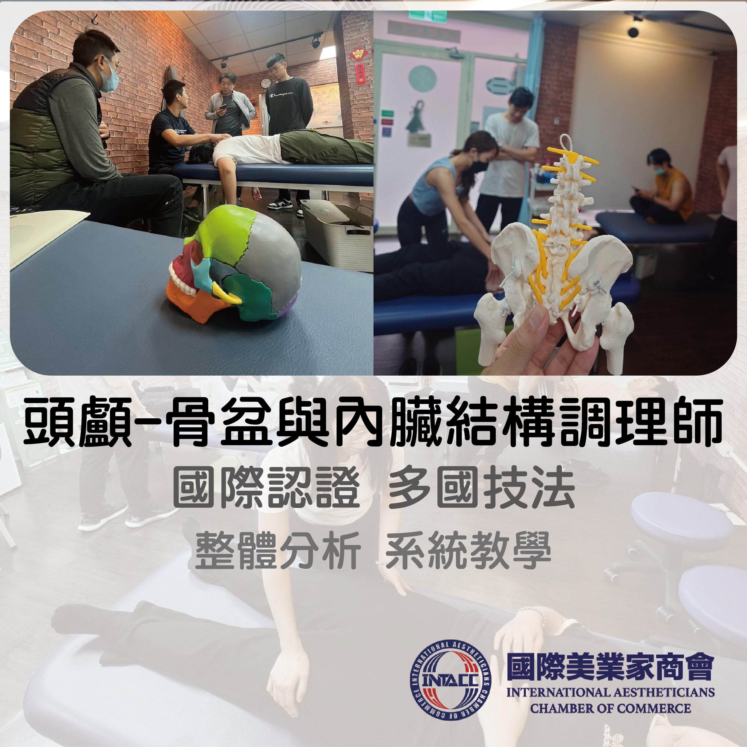 頭顱-骨盆與內臟結構調理師